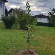 2023 Sunntigsfiir Sept. Baum pflanzen (Foto: zVg)